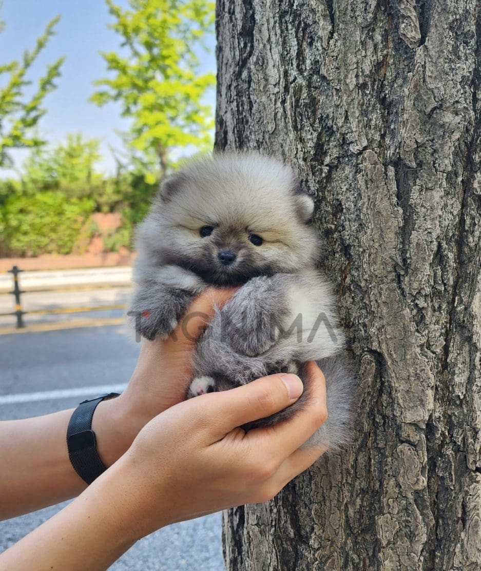 Pomeranian puppy for sale, dog for sale at Tagnimal