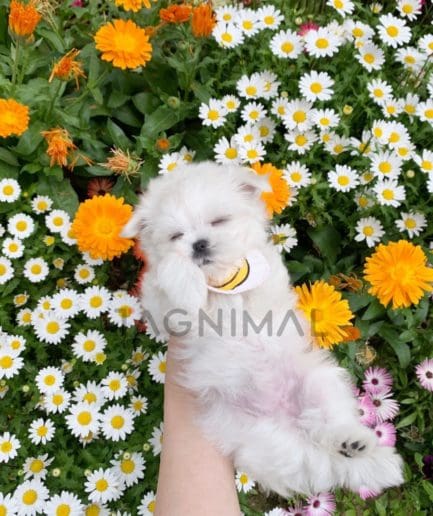 Maltese puppy for sale, dog for sale at Tagnimal