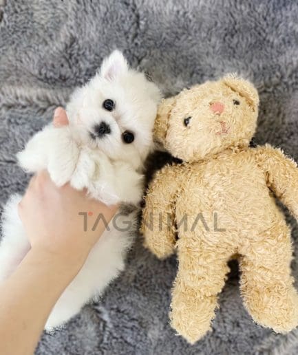 Maltese puppy for sale, dog for sale at Tagnimal