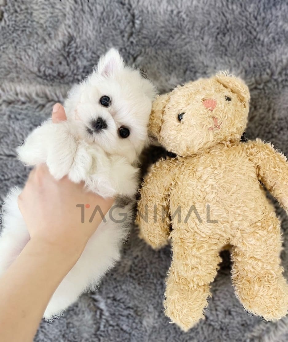 Maltese puppy for sale, dog for sale at Tagnimal