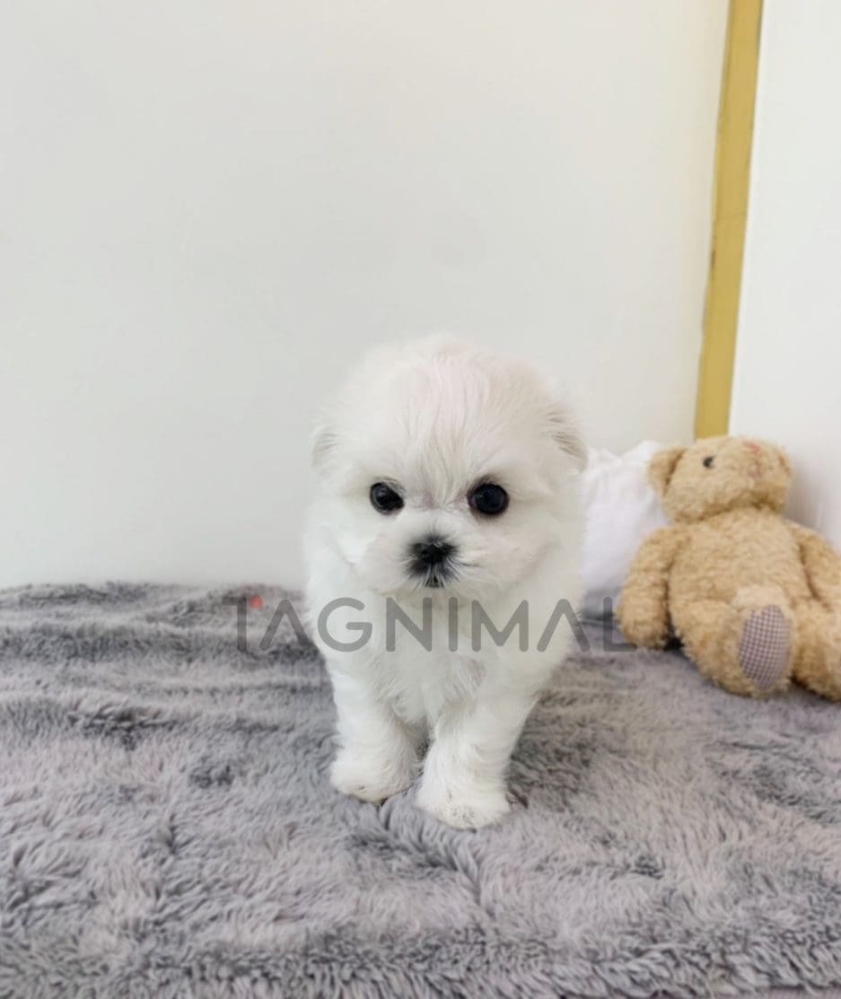 Maltese puppy for sale, dog for sale at Tagnimal