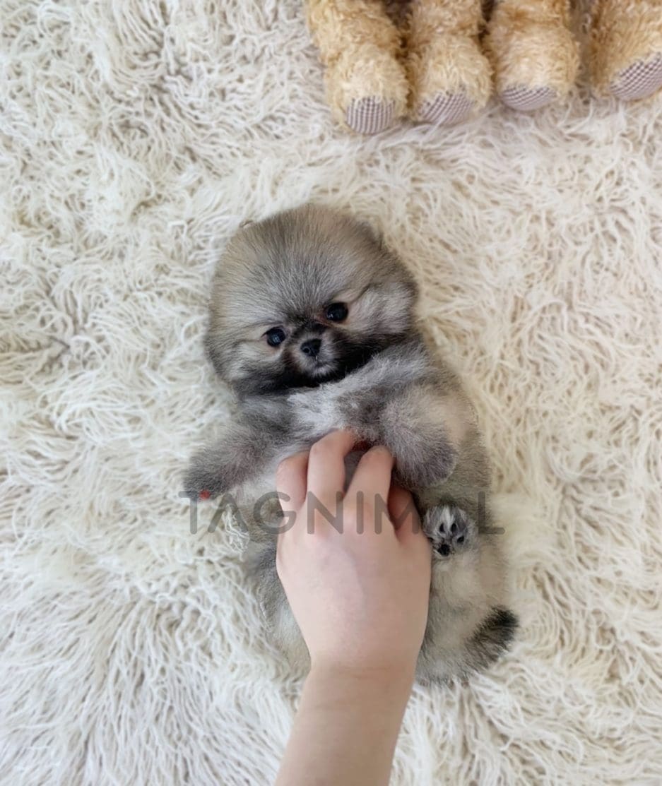 Pomeranian puppy for sale, dog for sale at Tagnimal