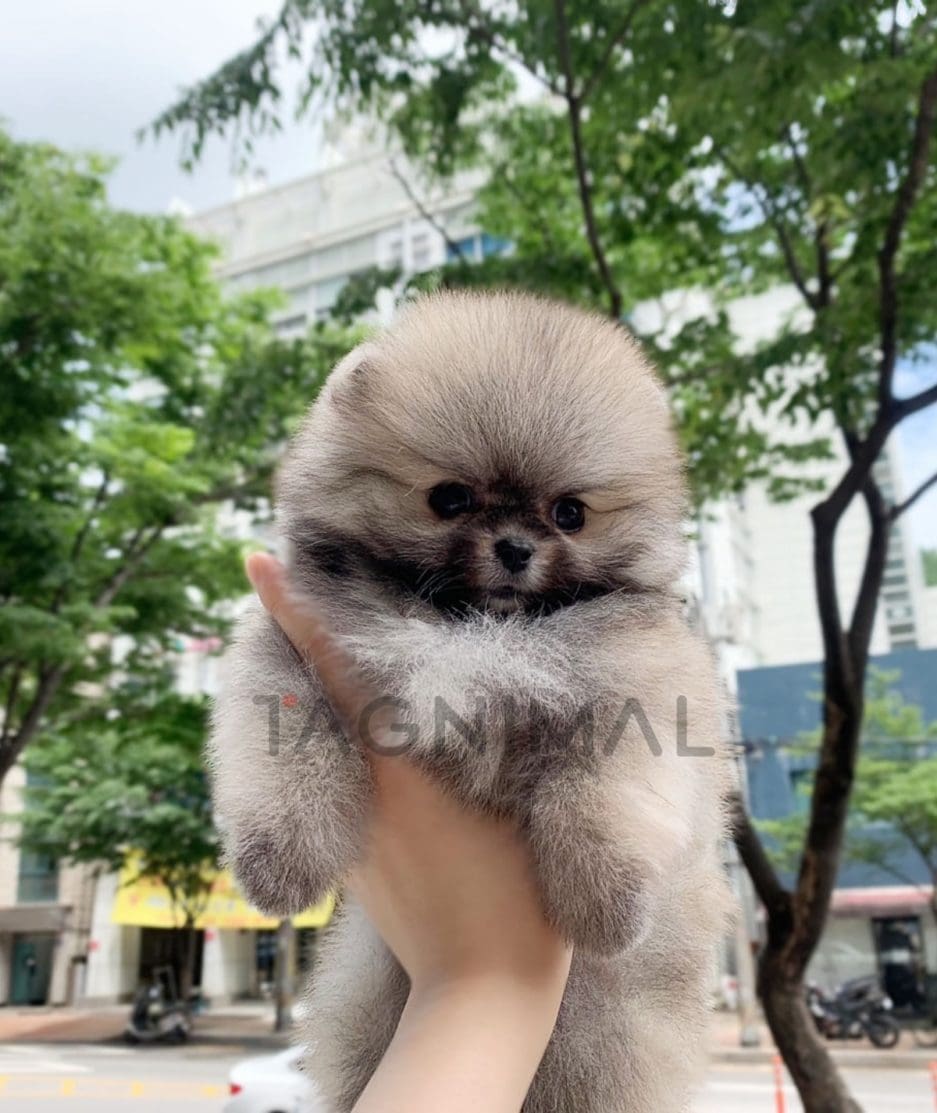 Pomeranian puppy for sale, dog for sale at Tagnimal