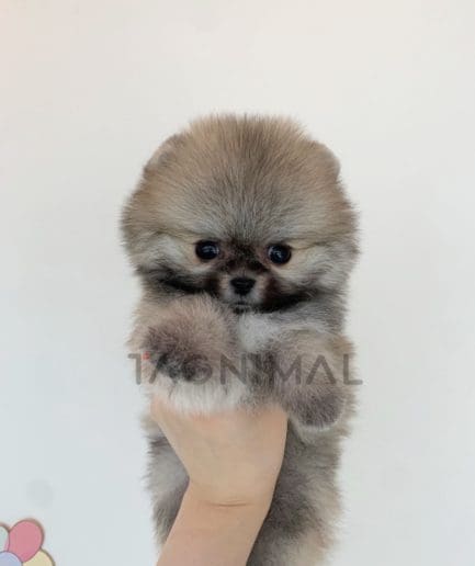 Pomeranian puppy for sale, dog for sale at Tagnimal