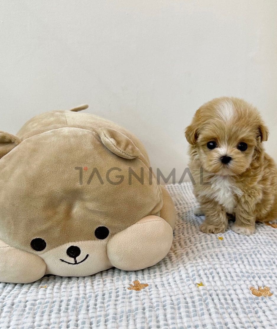 Maltipoo puppy for sale, dog for sale at Tagnimal