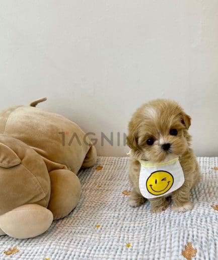 Maltipoo puppy for sale, dog for sale at Tagnimal