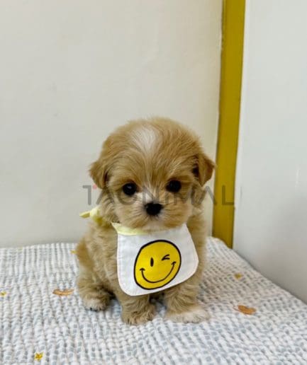 Maltipoo puppy for sale, dog for sale at Tagnimal