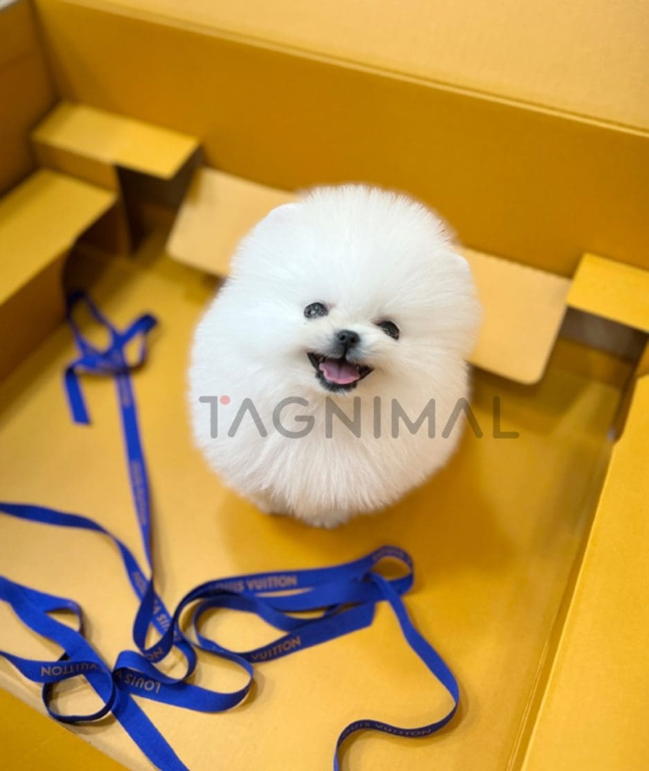 Pomeranian puppy for sale, dog for sale at Tagnimal