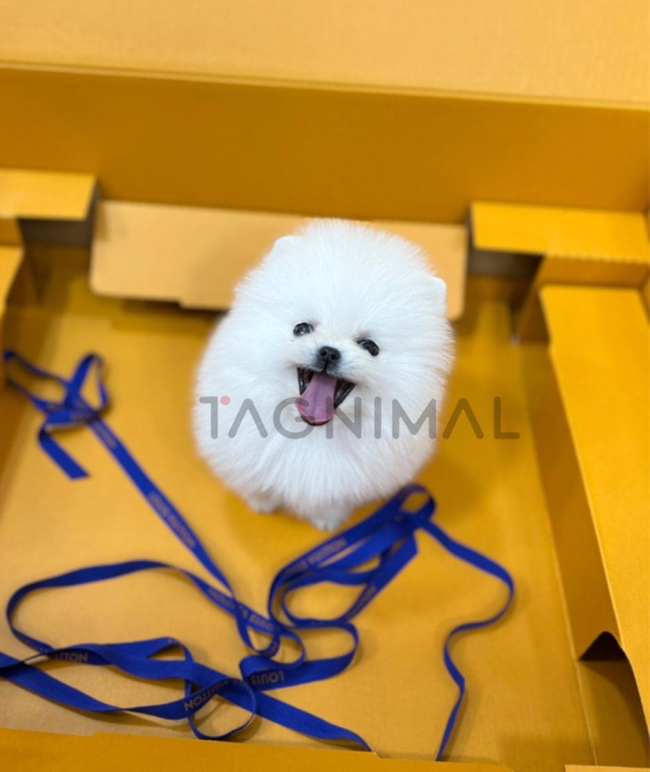 Pomeranian puppy for sale, dog for sale at Tagnimal