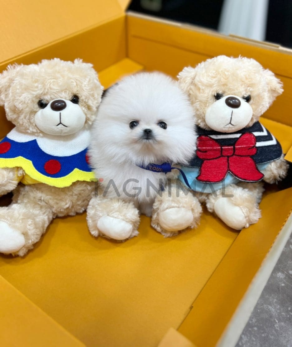 Pomeranian puppy for sale, dog for sale at Tagnimal