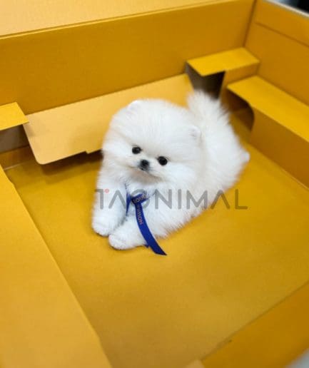 Pom puppy for sale, dog for sale at Tagnimal