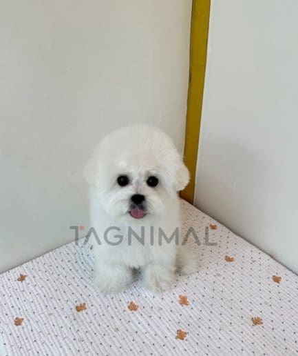 Bichon puppy for sale, dog for sale at Tagnimal