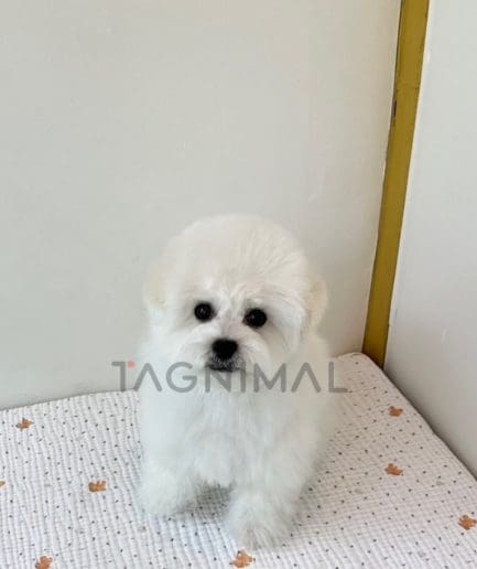 Bichon puppy for sale, dog for sale at Tagnimal