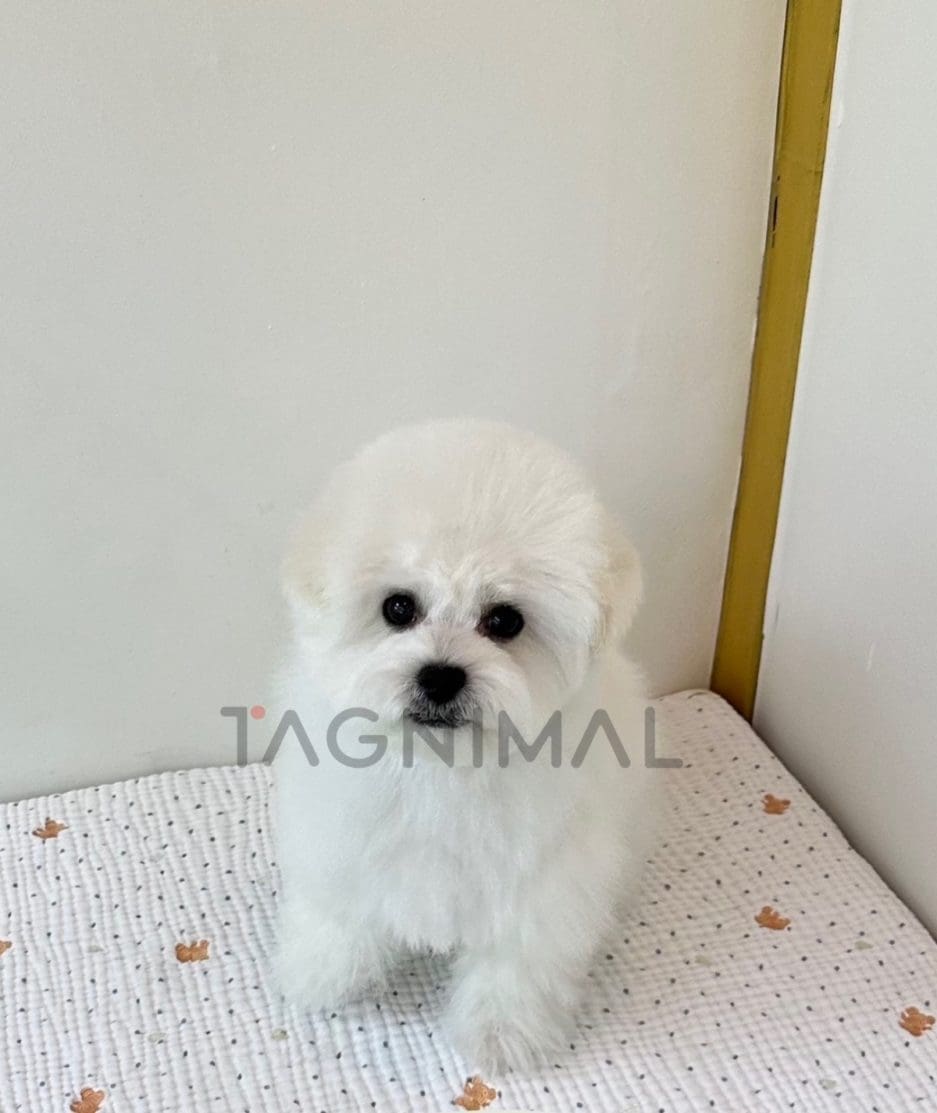 Maltipoo puppy for sale, dog for sale at Tagnimal