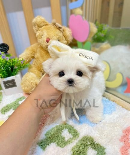 Maltese puppy for sale, dog for sale at Tagnimal