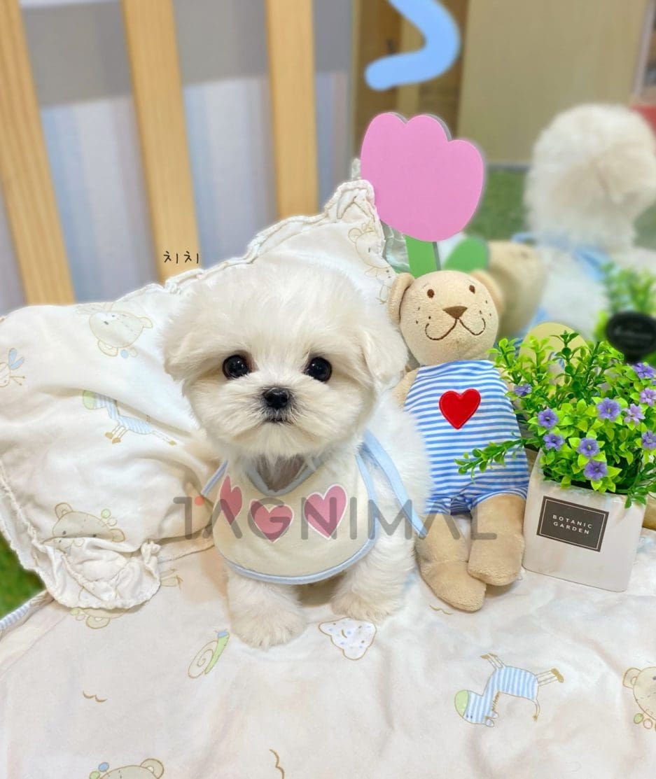 Maltese puppy for sale, dog for sale at Tagnimal