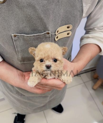 Maltipoo puppy for sale, dog for sale at Tagnimal