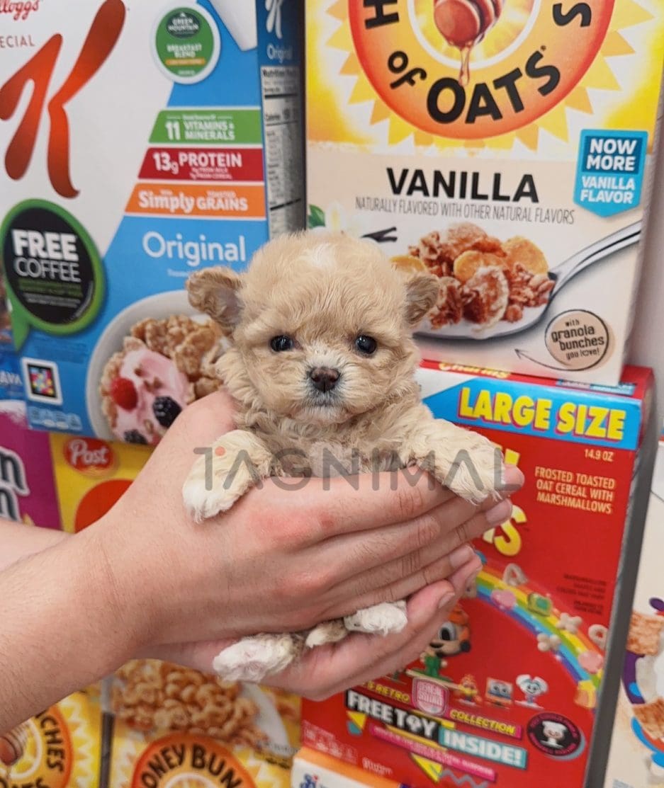 Maltipoo puppy for sale, dog for sale at Tagnimal