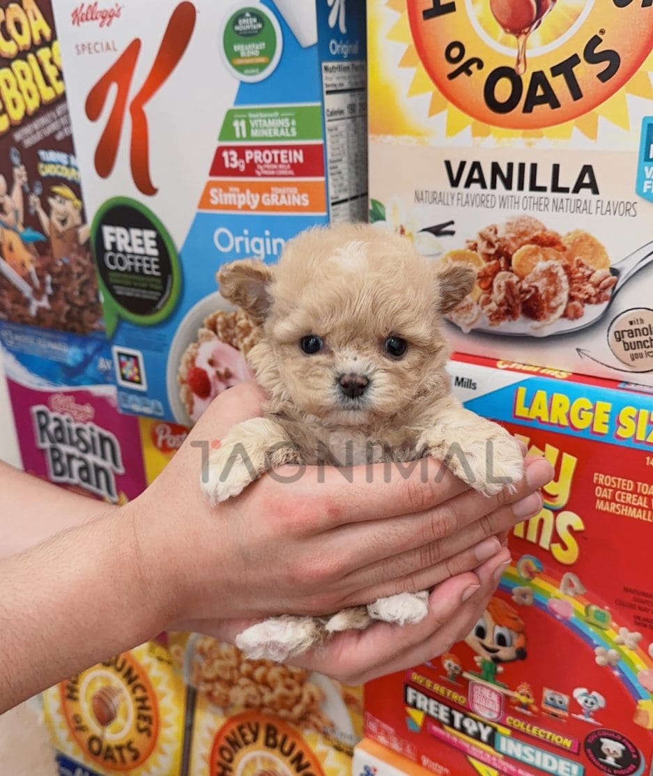 Maltipoo puppy for sale, dog for sale at Tagnimal