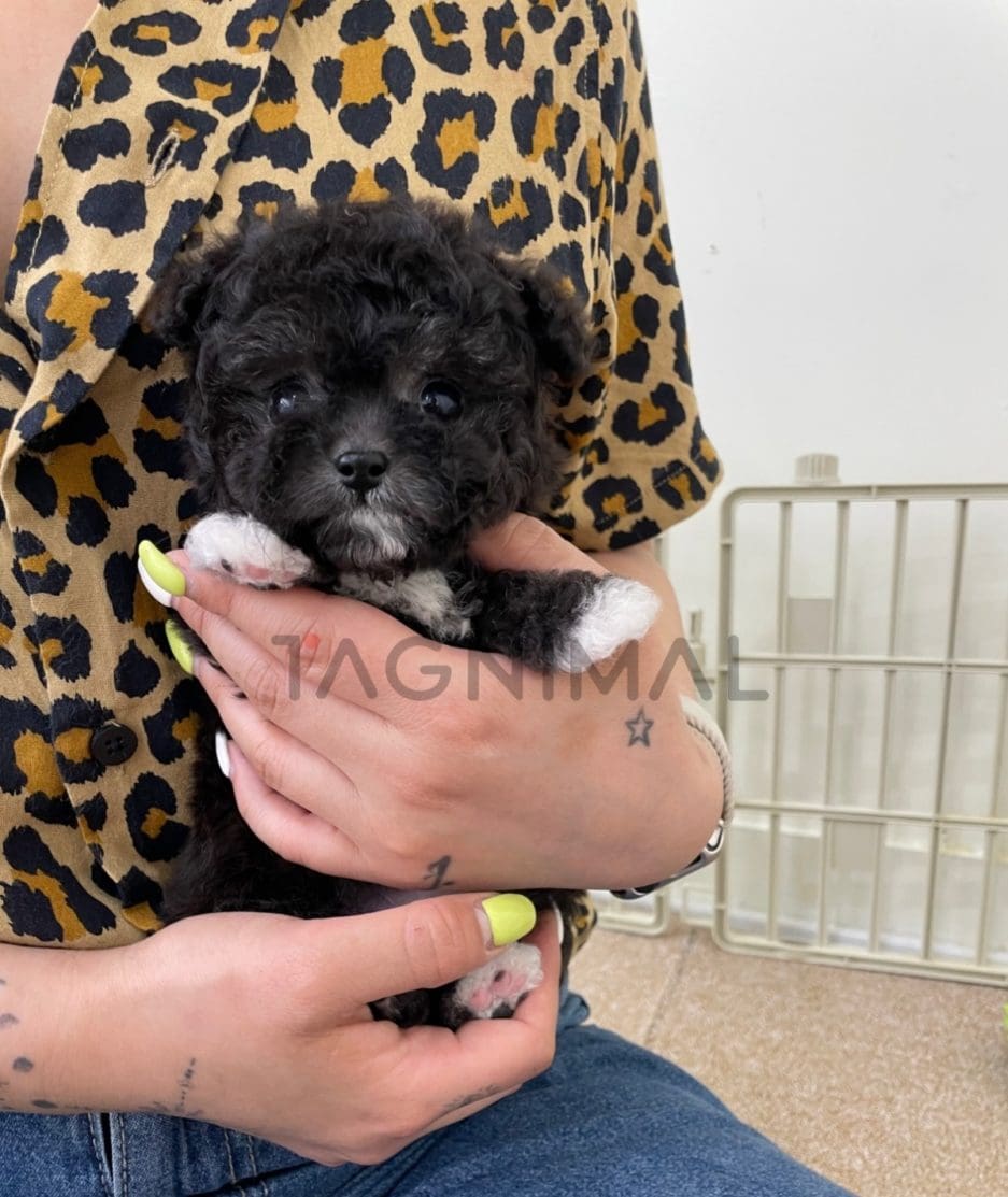 Maltipoo puppy for sale, dog for sale at Tagnimal