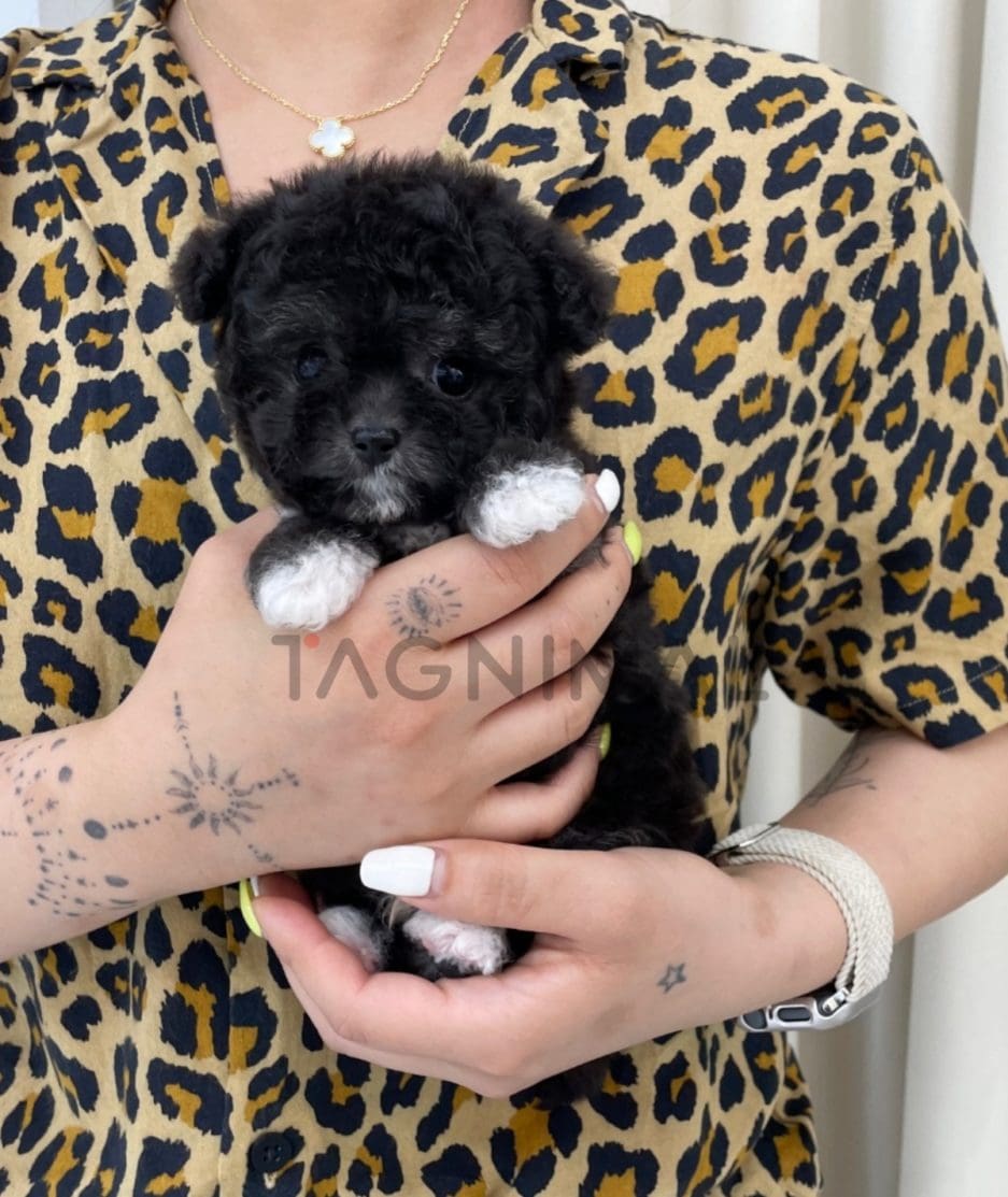 Poodle puppy for sale, dog for sale at Tagnimal