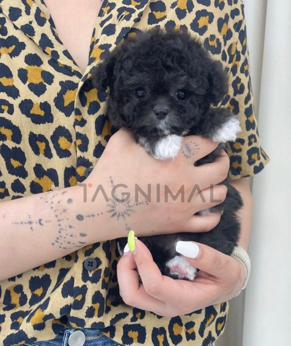 Poodle puppy for sale, dog for sale at Tagnimal