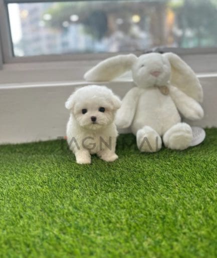 Bichon puppy for sale, dog for sale at Tagnimal