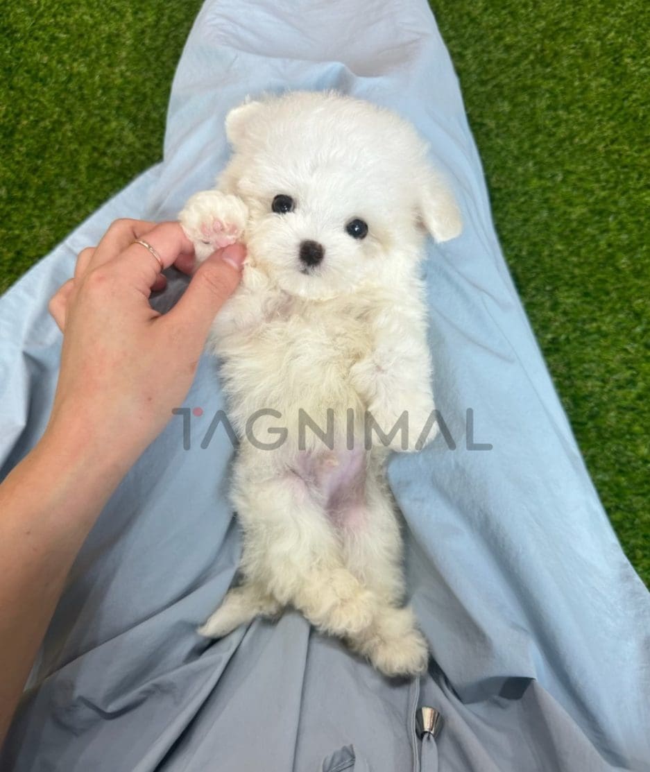 Bichon puppy for sale, dog for sale at Tagnimal