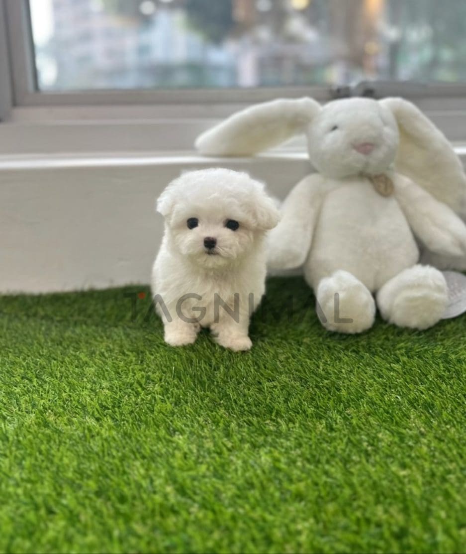 Bichon puppy for sale, dog for sale at Tagnimal