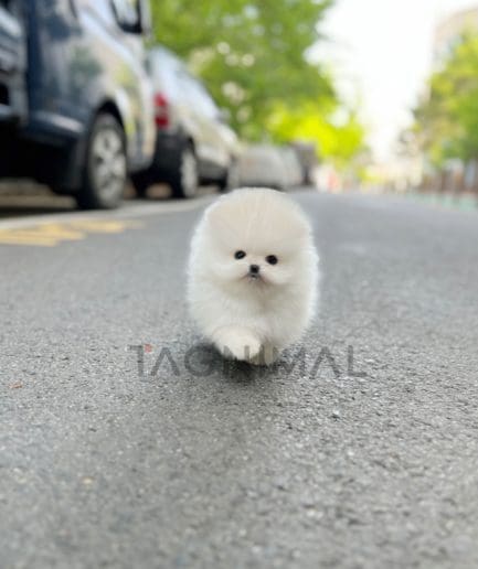 Pomeranian puppy for sale, dog for sale at Tagnimal