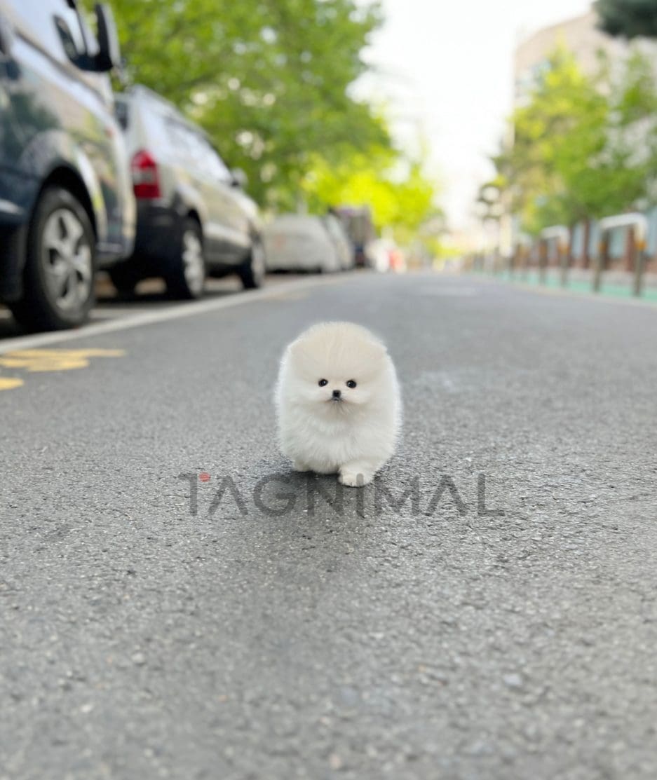 Pomeranian puppy for sale, dog for sale at Tagnimal