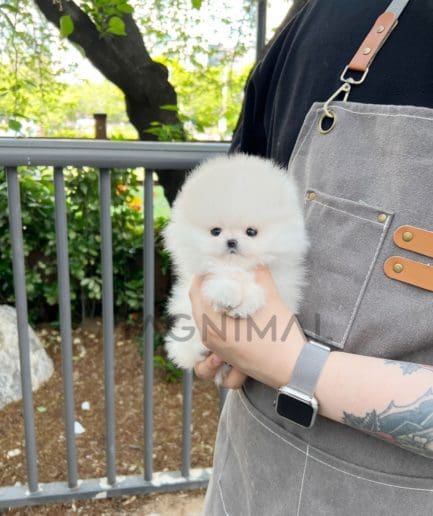 Pomeranian puppy for sale, dog for sale at Tagnimal