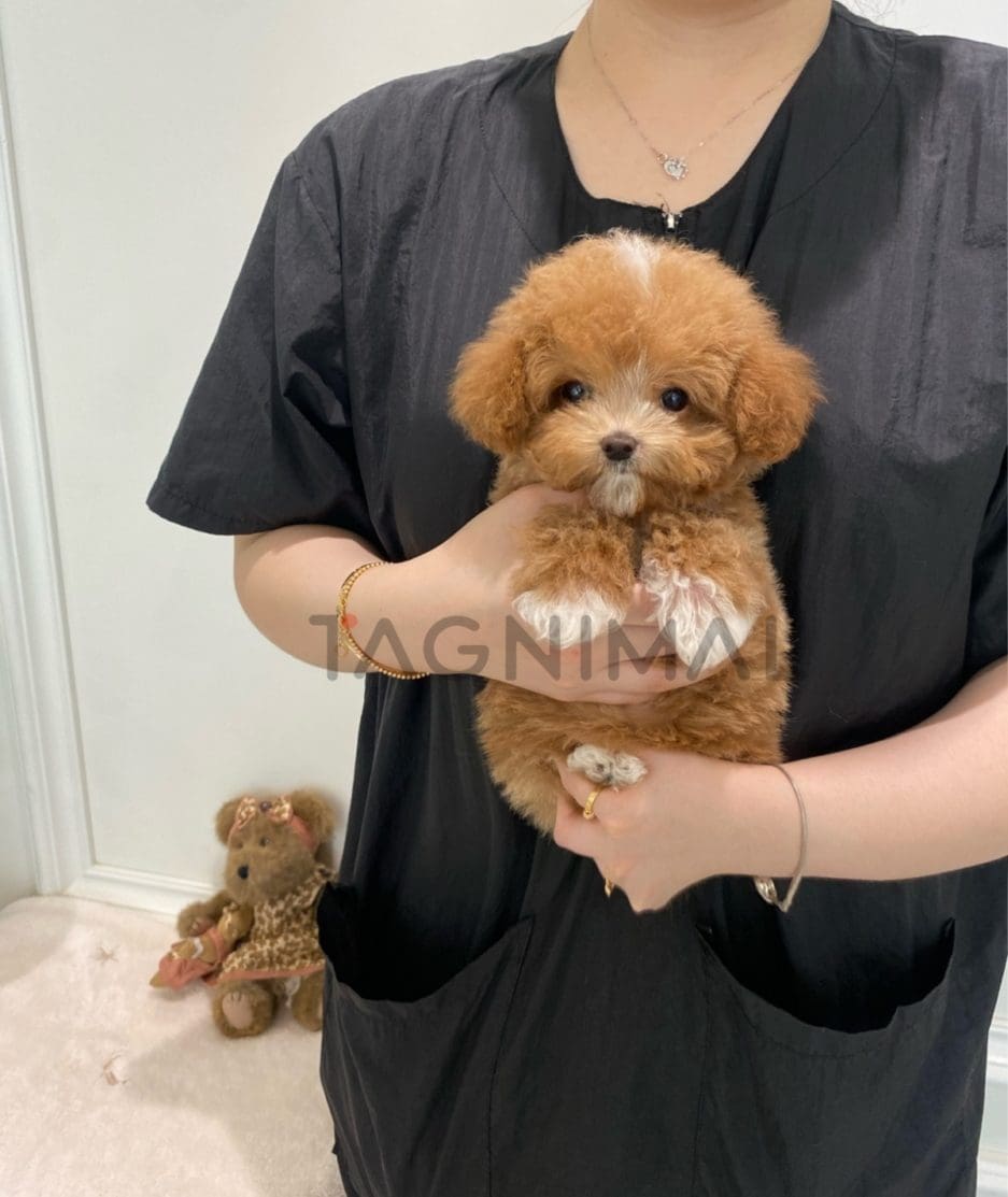 Maltipoo puppy for sale, dog for sale at Tagnimal