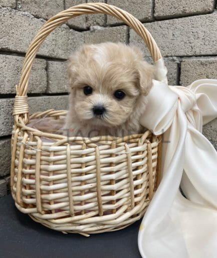 Maltipoo puppy for sale, dog for sale at Tagnimal