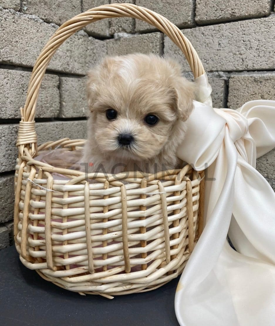 Maltipoo puppy for sale, dog for sale at Tagnimal