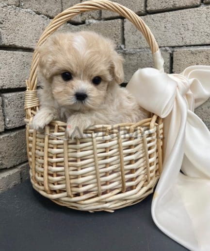 Maltipoo puppy for sale, dog for sale at Tagnimal