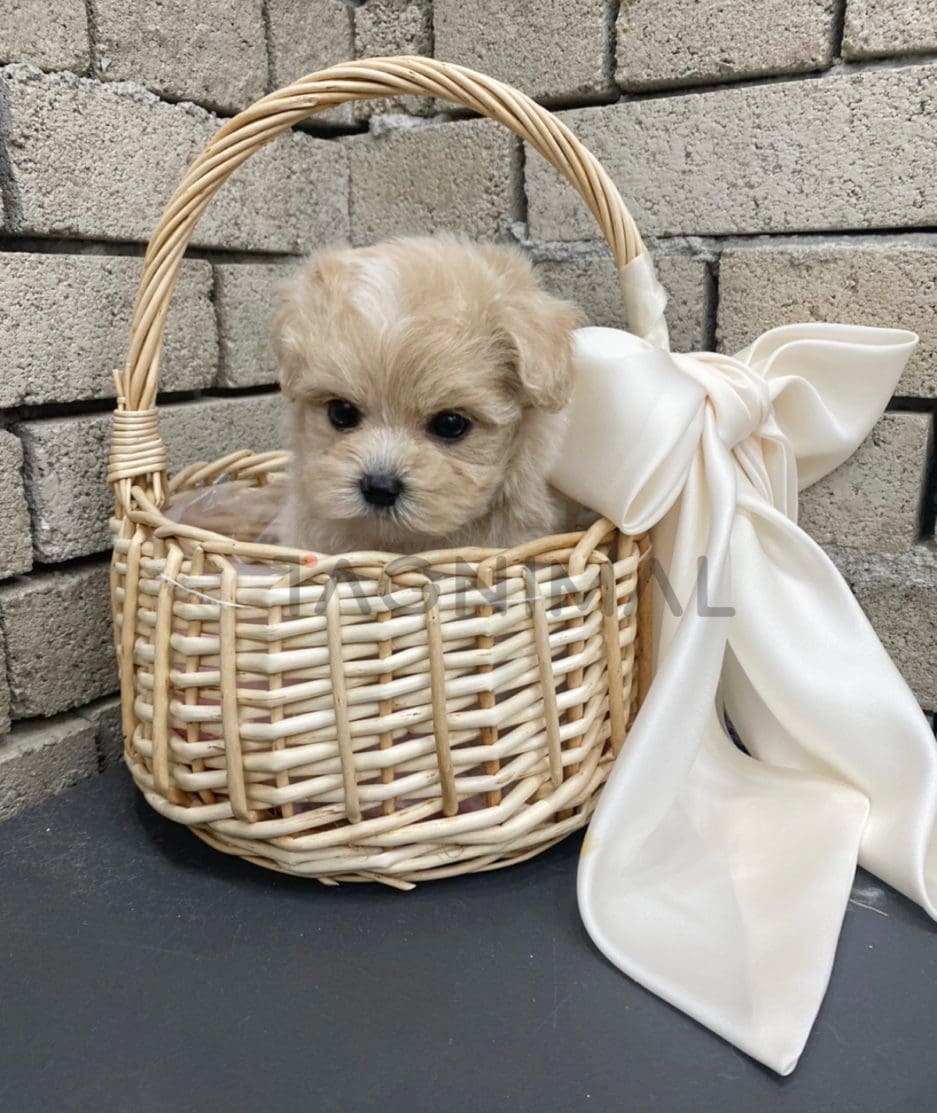 Maltipoo puppy for sale, dog for sale at Tagnimal