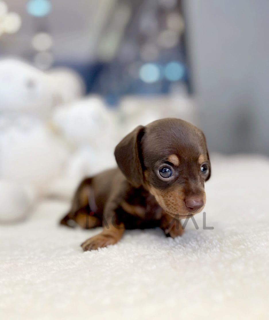 Dachshund puppy for sale, dog for sale at Tagnimal