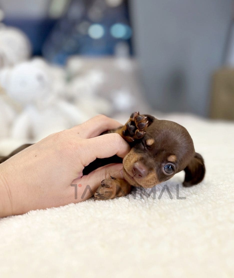 Dachshund puppy for sale, dog for sale at Tagnimal