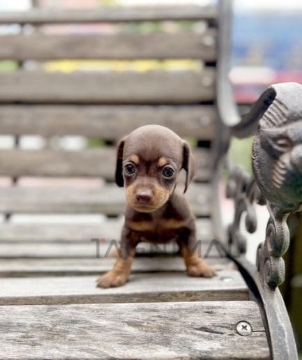 Dachshund puppy for sale, dog for sale at Tagnimal