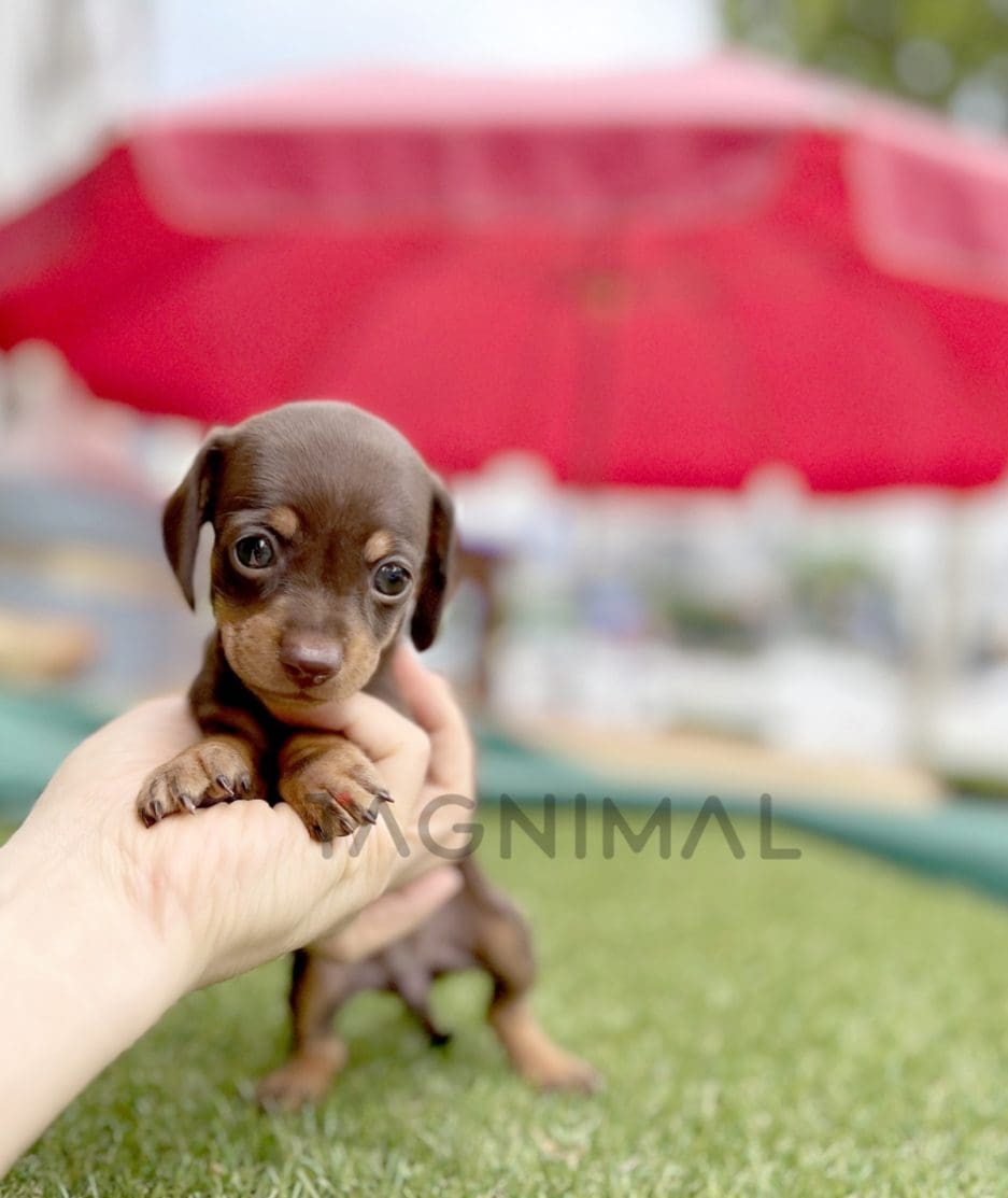 Dachshund puppy for sale, dog for sale at Tagnimal