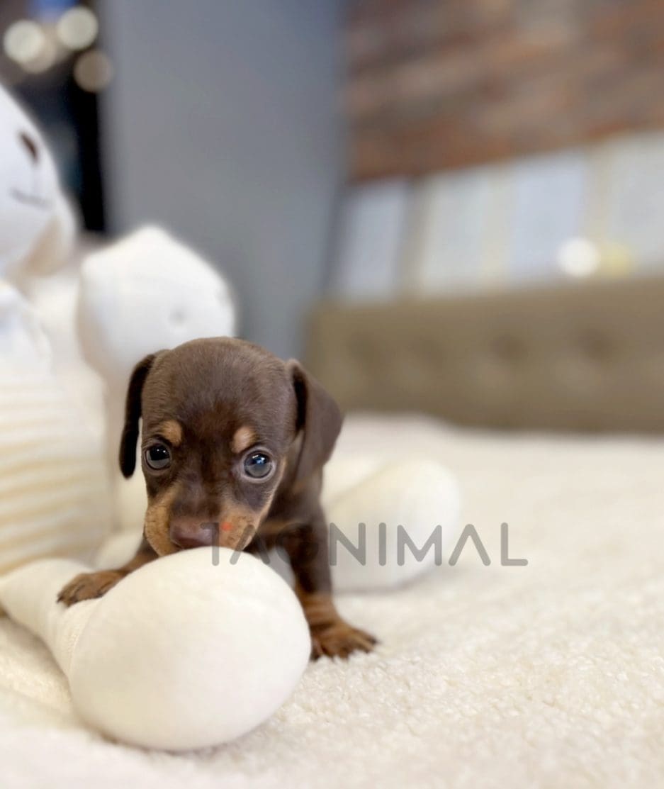 Dachshund puppy for sale, dog for sale at Tagnimal