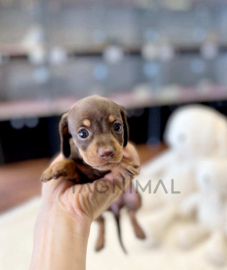 Dachshund puppy for sale, dog for sale at Tagnimal