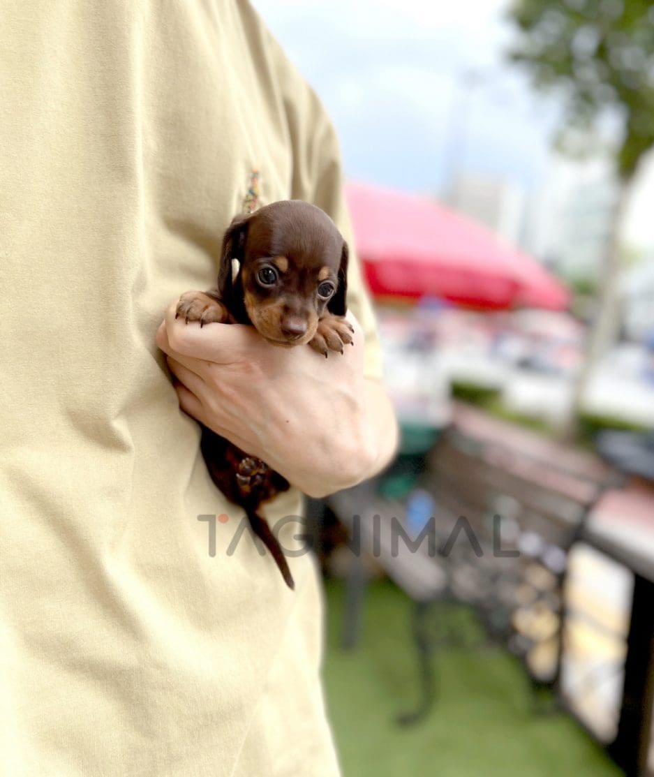 Dachshund puppy for sale, dog for sale at Tagnimal