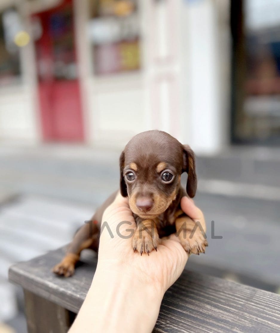 Dachshund puppy for sale, dog for sale at Tagnimal