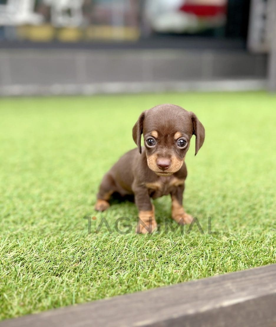 Dachshund puppy for sale, dog for sale at Tagnimal