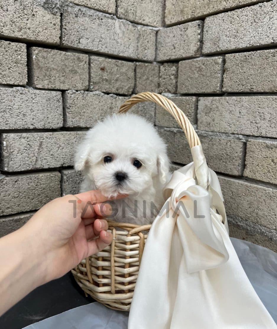 Bichon puppy for sale, dog for sale at Tagnimal