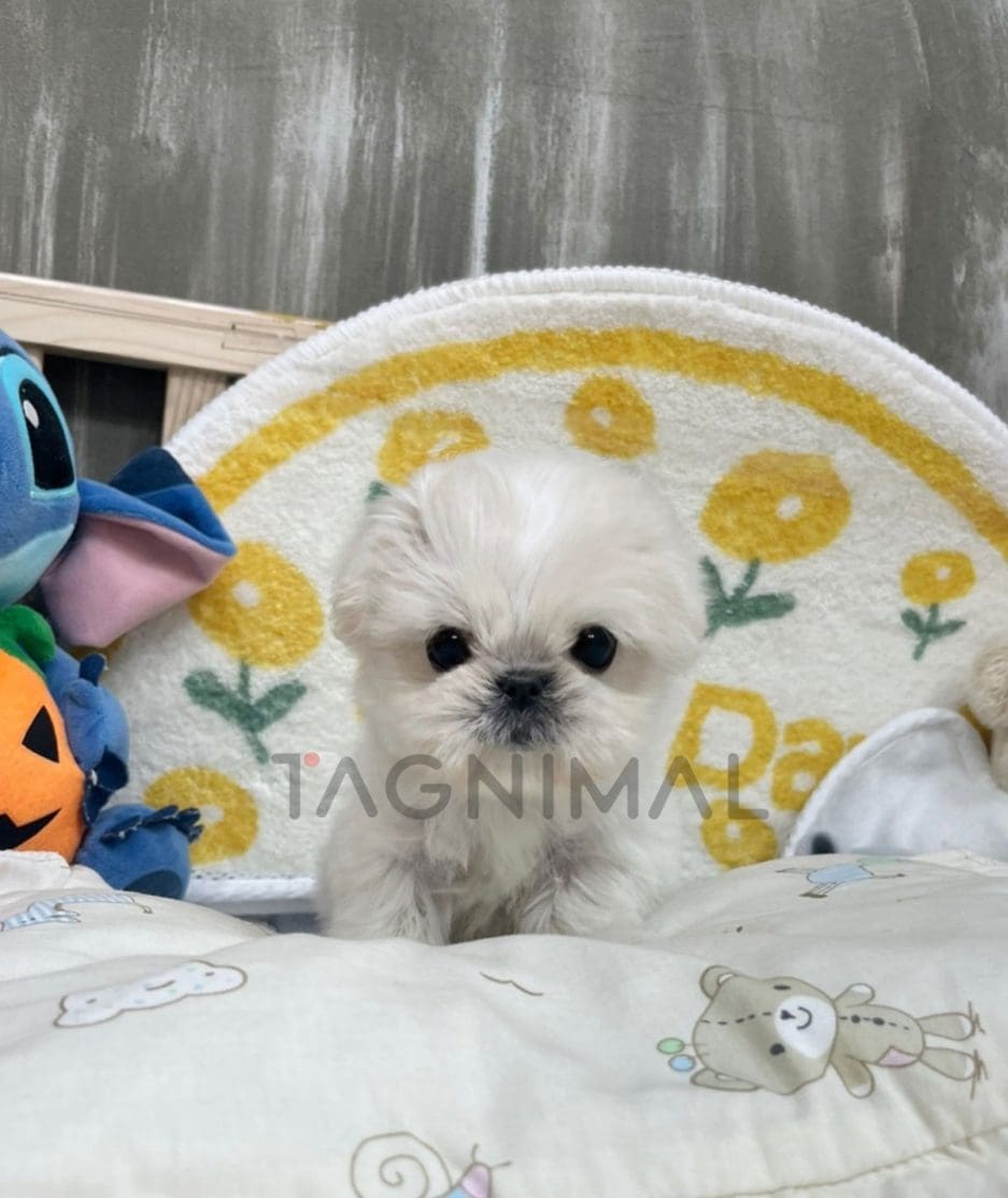 Maltese puppy for sale, dog for sale at Tagnimal