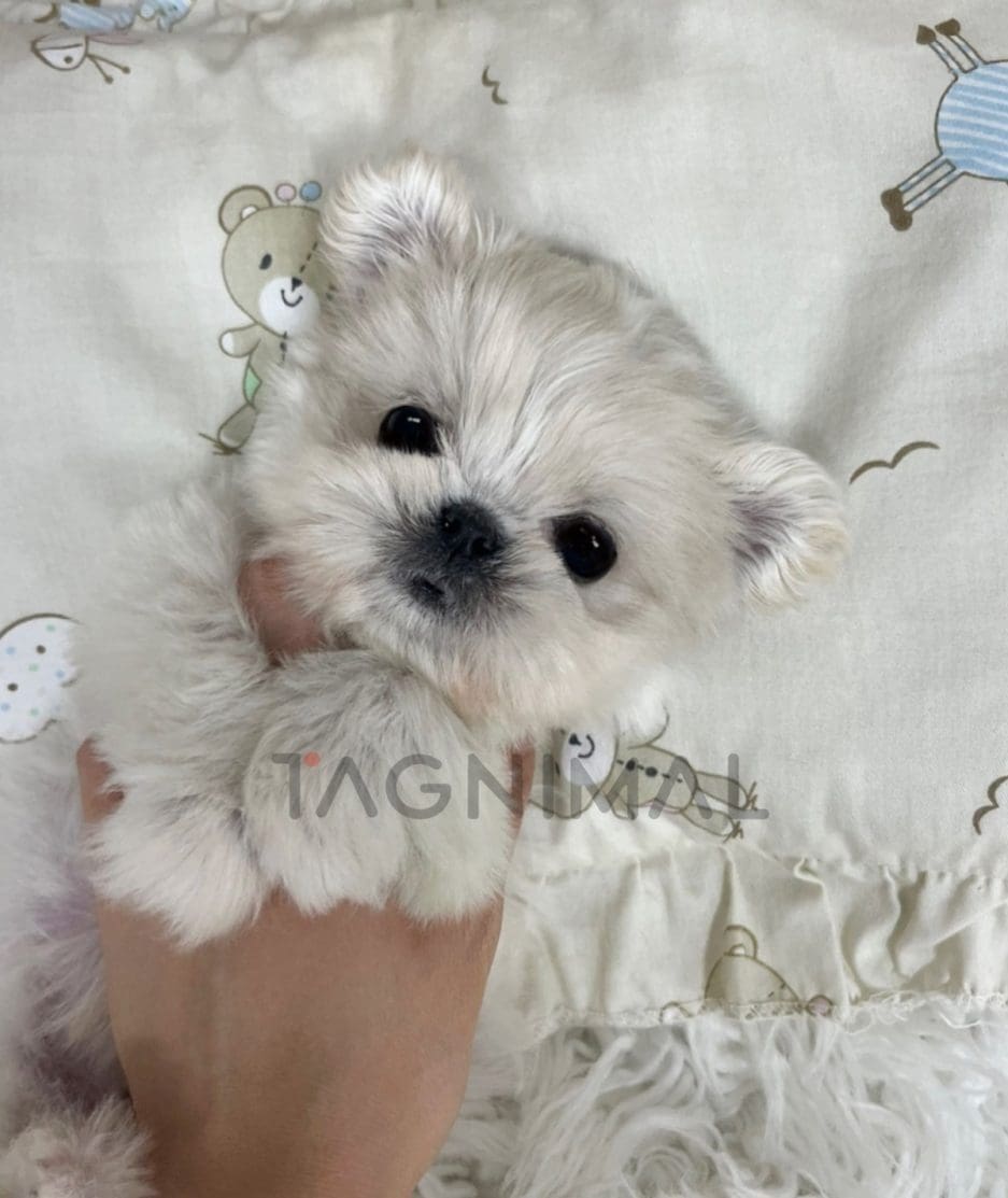 Maltipoo puppy for sale, dog for sale at Tagnimal