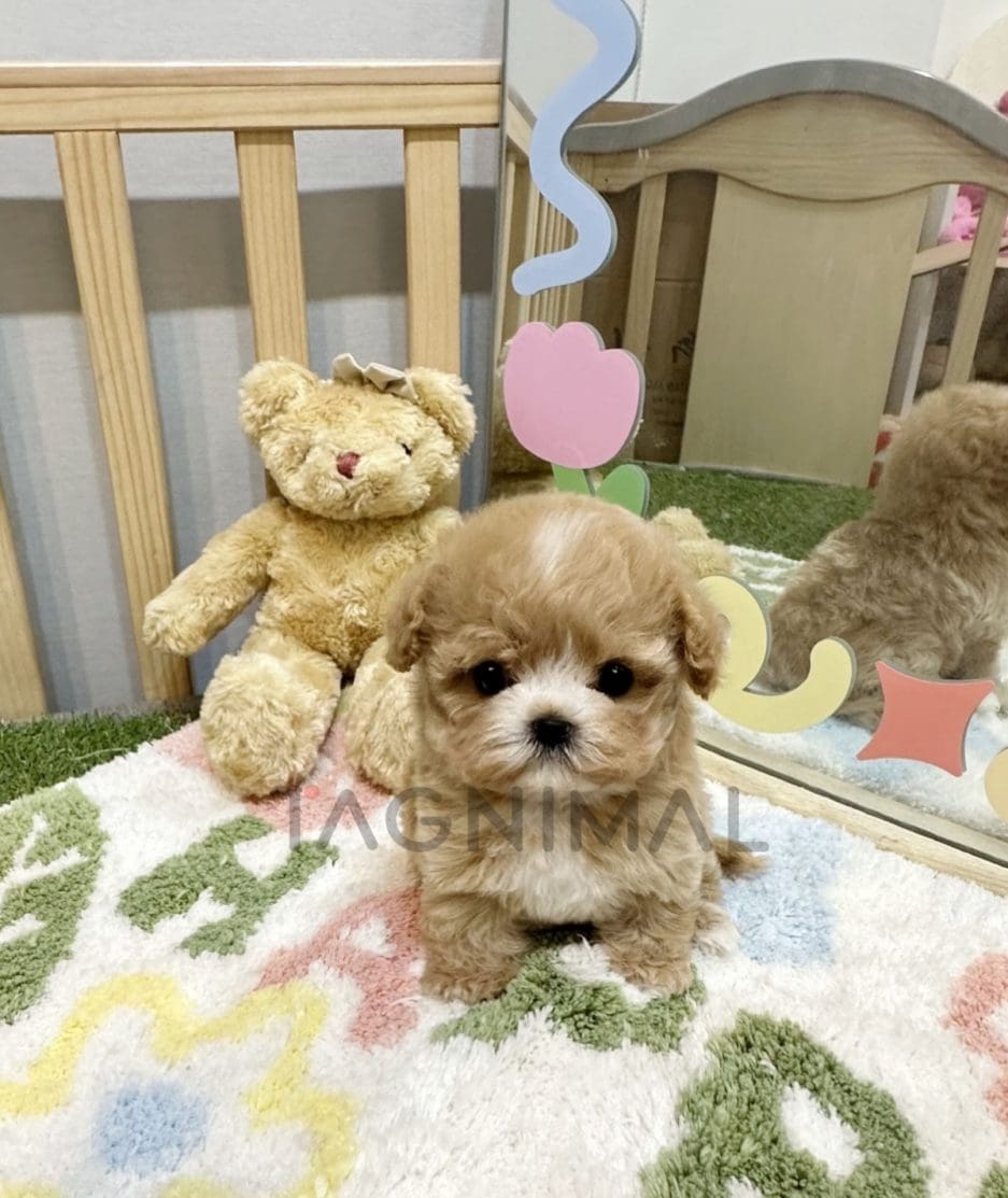 Maltipoo puppy for sale, dog for sale at Tagnimal